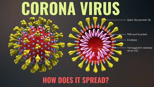 Virus Corona gây bệnh viêm đường hô hấp cấp ở người có hình dạng nào sau đây (ảnh 1)