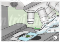 Lý thuyết Khoa học tự nhiên 6 Bài 3: Quy định an toàn trong phòng thực hành. Giới thiệu một số dụng cụ đo – Sử dụng kính lúp và kính hiển vi quang học - Chân trời sáng tạo (ảnh 1)