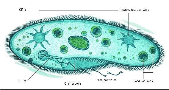 Hãy vẽ và ghi tên cơ thể đơn bào mà em quan sát được trên tiêu bản sinh vật trong nước ao (ảnh 1)