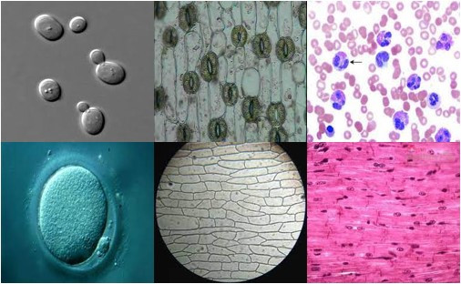 Tại sao hầu hết tế bào có kích thước rất nhỏ (ảnh 1)