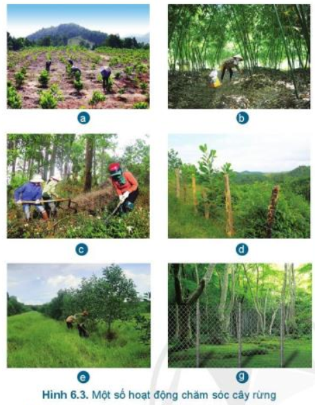 Lý thuyết Công Nghệ 7 Bài 6: Chăm sóc cây rừng sau khi trồng - Cánh diều (ảnh 1)