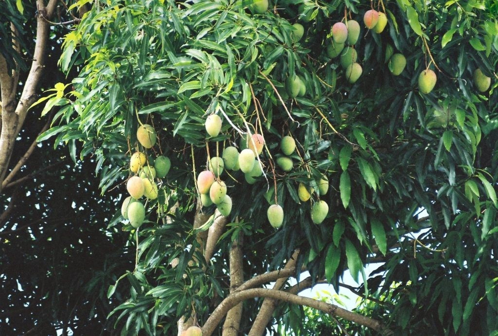 Thuyết minh về cây ăn quả (5 mẫu) (ảnh 1)