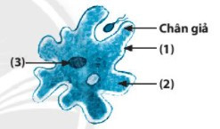 Hoàn thành cấu trúc tế bào trùng biến hình bằng cách gọi tên các số (1), (2), (3) (ảnh 1)
