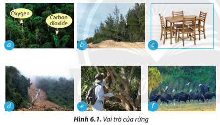Lý thuyết Công Nghệ 7 Bài 6: Rừng ở Việt Nam - Chân trời sáng tạo (ảnh 1)
