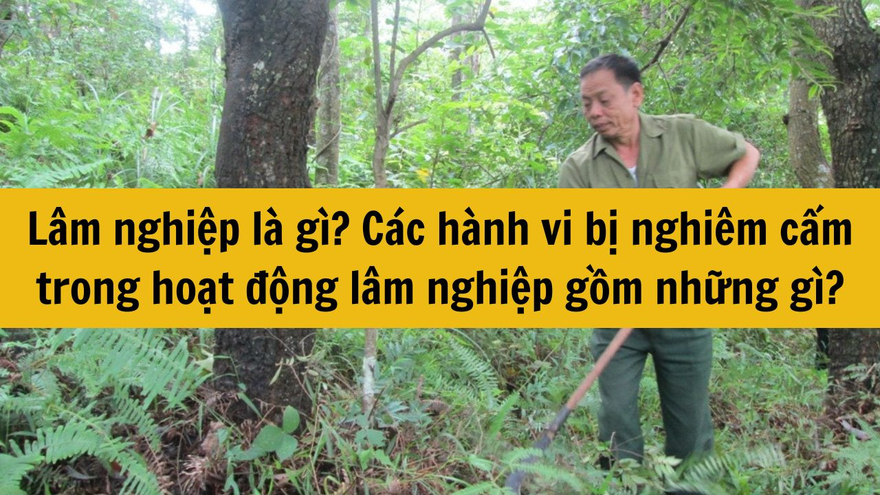 L&acirc;m nghiệp l&agrave; g&igrave;? C&aacute;c h&agrave;nh vi bị nghi&ecirc;m cấm trong hoạt động l&acirc;m nghiệp gồm những g&igrave;?