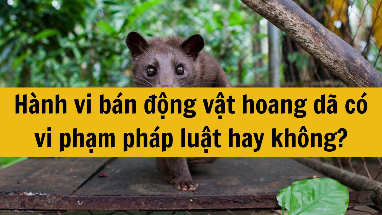 H&agrave;nh vi b&aacute;n động vật hoang d&atilde; c&oacute; vi phạm ph&aacute;p luật hay kh&ocirc;ng?