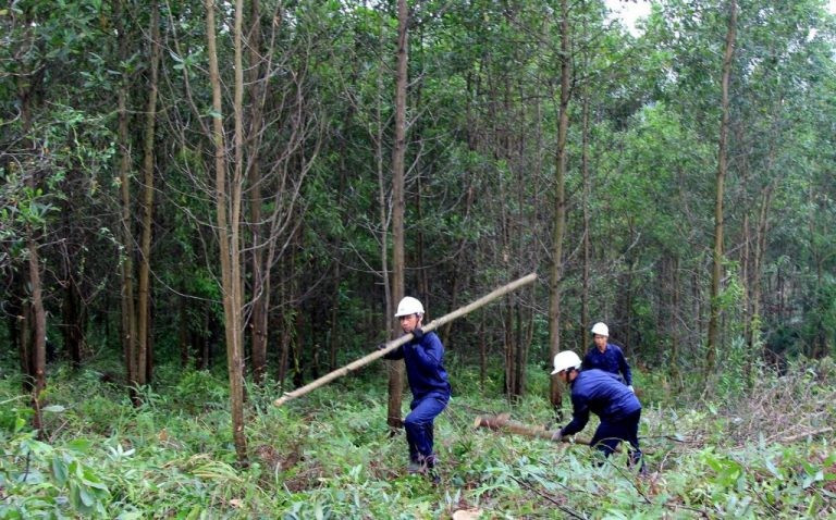 C&aacute;c h&agrave;nh vi bị nghi&ecirc;m cấm trong hoạt động l&acirc;m nghiệp