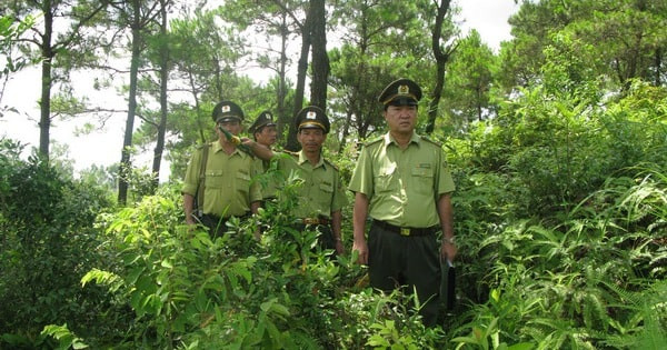 Nhiệm vụ, quyền hạn của kiểm l&acirc;m bao gồm những g&igrave;?