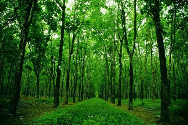 C&aacute;c nguy&ecirc;n tắc trong hoạt động l&acirc;m nghiệp mới nhất