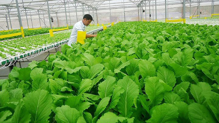 Tr&aacute;ch nhiệm của Bộ N&ocirc;ng nghiệp v&agrave; Ph&aacute;t triển n&ocirc;ng th&ocirc;n trong quản l&yacute; nh&agrave; nước về n&ocirc;ng nghiệp hữu cơ