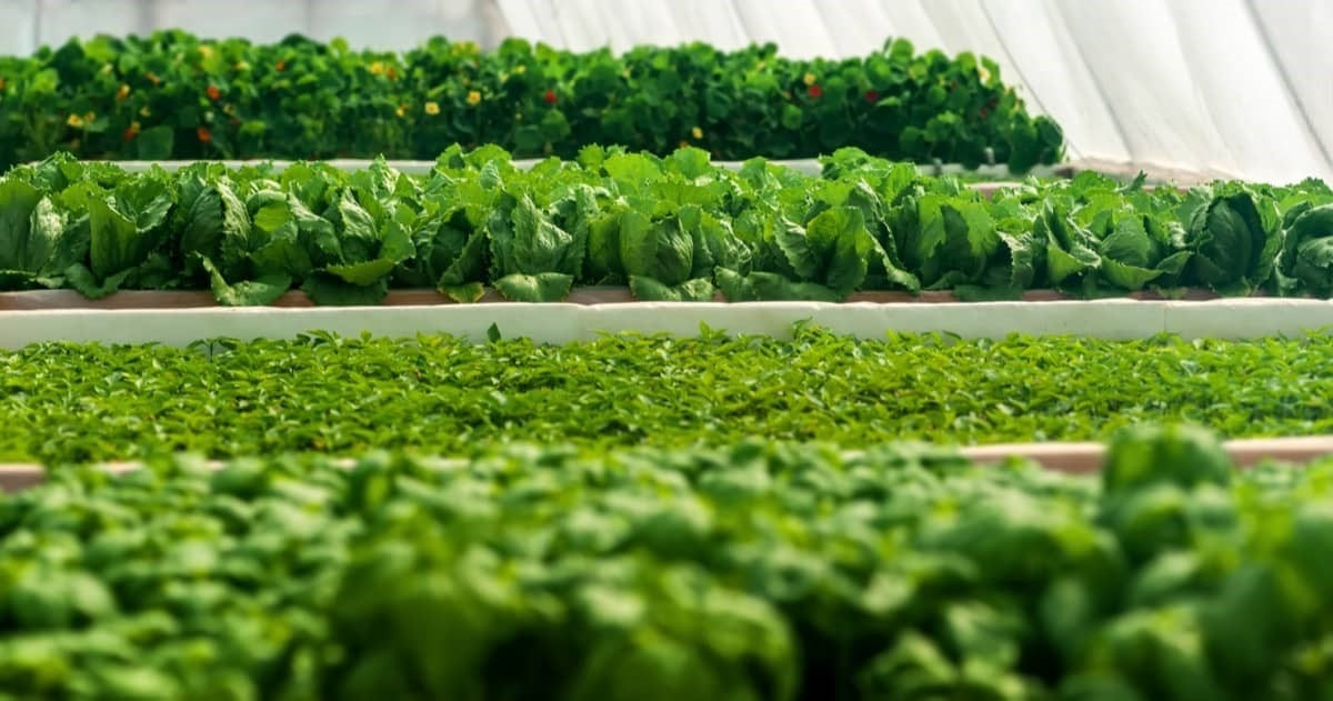 Quy định về ti&ecirc;u chuẩn n&ocirc;ng nghiệp hữu cơ mới nhất năm 2025