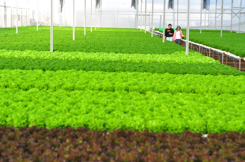Vật tư đầu v&agrave;o sản xuất n&ocirc;ng nghiệp hữu cơ cần đ&aacute;p ứng những điều kiện n&agrave;o?