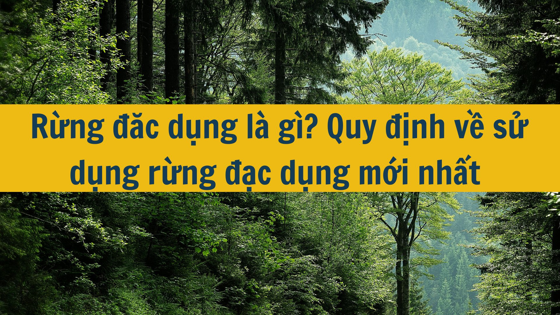 Rừng đặc dụng l&agrave; g&igrave;? Quy định về sử dụng rừng đặc dụng mới nhất 2025