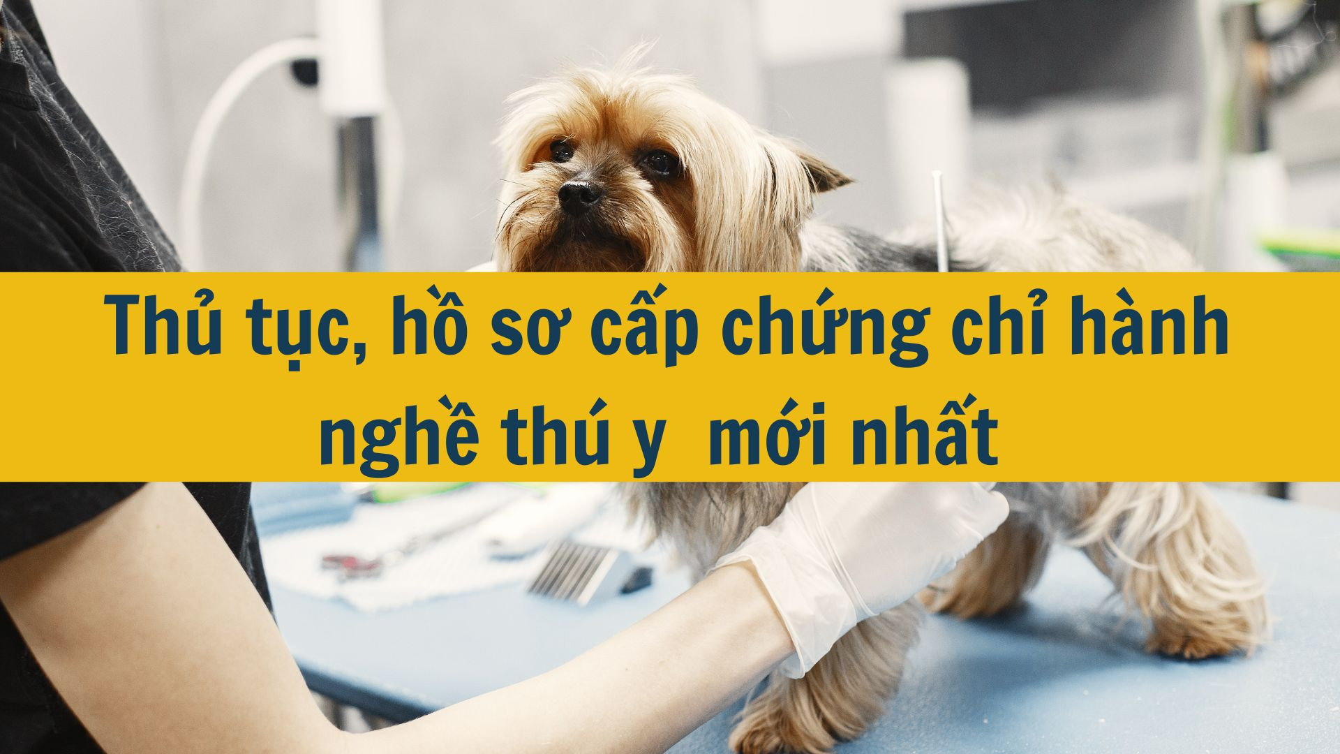 Thủ tục, hồ sơ cấp chứng chỉ h&agrave;nh nghề th&uacute; y  mới nhất 2025?