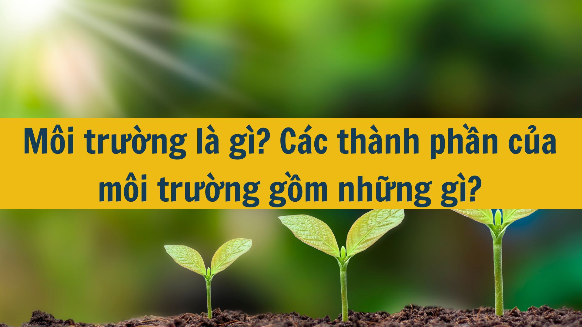 M&ocirc;i trường l&agrave; g&igrave;? C&aacute;c th&agrave;nh phần của m&ocirc;i trường gồm những g&igrave;?