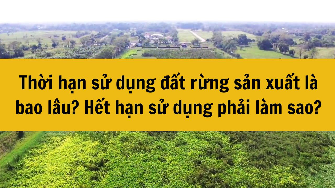 Thời hạn sử dụng đất rừng sản xuất l&agrave; bao l&acirc;u? Hết hạn sử dụng phải l&agrave;m sao?
