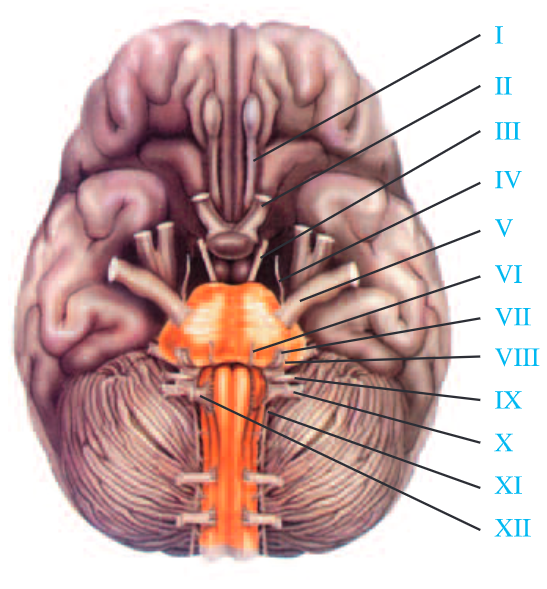 Lý thuyết Sinh học 8 Bài 46 (mới 2023 + Bài Tập): Trụ não, tiểu não , não trung gian