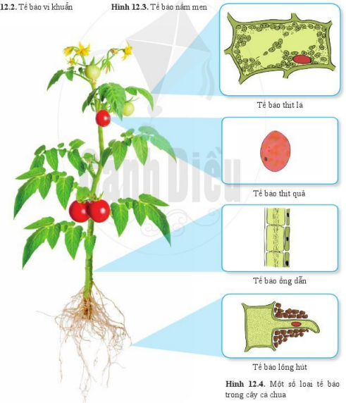 Quan sát hình 12.4, 12.5 và kể tên 1 số loại tế bào cấu tạo nên cơ thể cây cà chua, cơ thể người (ảnh 1)