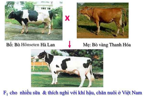 Tài liệu VietJack