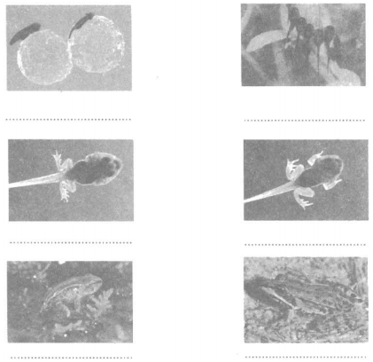 Vở bài tập Khoa học lớp 5 Bài 57: Sự sinh sản của ếch (ảnh 1)