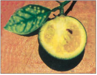 Trắc nghiệm Công nghệ 9 Bài 12 có đáp án – Thực hành: Nhận biết một số loại sâu, bệnh hại cây ăn quả (ảnh 1)