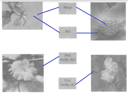 Vở bài tập Khoa học lớp 5 Bài 51: Cơ quan sinh sản của thực vật có hoa (ảnh 1)