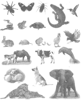 Vở bài tập Khoa học lớp 5 Bài 61: Ôn tập: Thực vật và động vật (ảnh 1)