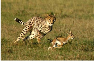  Một con báo đang đuổi riết một con linh dương. Khi báo chuẩn bị vồ mồi (ảnh 1)