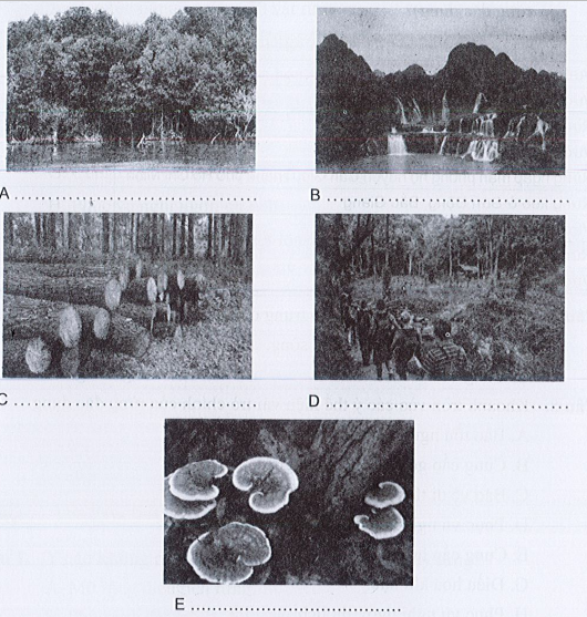 Sách bài tập Công nghệ 7 Bài 4: Giới thiệu chung về rừng - Cánh diều (ảnh 1)