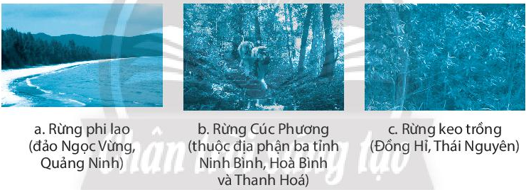 Sách bài tập Công nghệ 7 Bài 6: Rừng ở Việt Nam - Chân trời sáng tạo (ảnh 1)