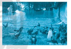Sách bài tập Công nghệ 7 Bài 11: Kĩ thuật chăn nuôi gà thịt thả vườn - Chân trời sáng tạo (ảnh 1)