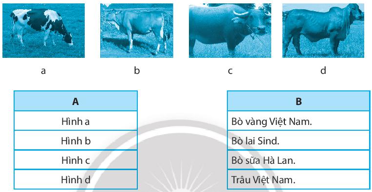 Sách bài tập Công nghệ 7 Bài 9: Một số phương thức chăn nuôi ở Việt Nam - Chân trời sáng tạo (ảnh 1)