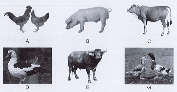 Sách bài tập Công nghệ 7 Bài 8: Giới thiệu chung về chăn nuôi - Cánh diều (ảnh 1)