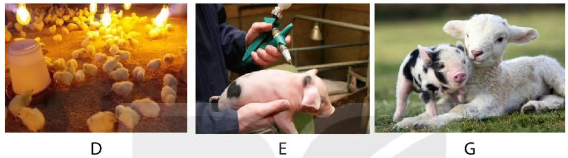 Sách bài tập Công nghệ 7 Bài 10: Nuôi dưỡng và chăm sóc vật nuôi - Kết nối tri thức (ảnh 1)