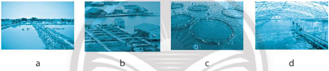 Sách bài tập Công nghệ 7 Bài 13: Quy trình kĩ thuật nuôi thủy sản - Chân trời sáng tạo (ảnh 1)