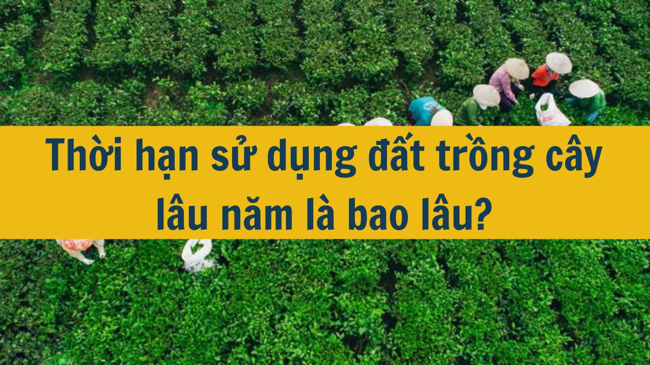 Thời hạn sử dụng đất trồng cây lâu năm là bao lâu?