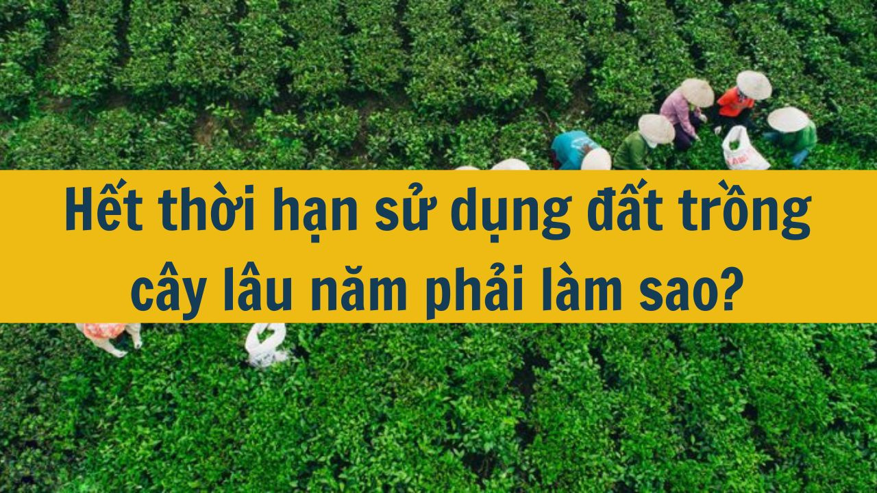 Hết thời hạn sử dụng đất trồng cây lâu năm phải làm sao?