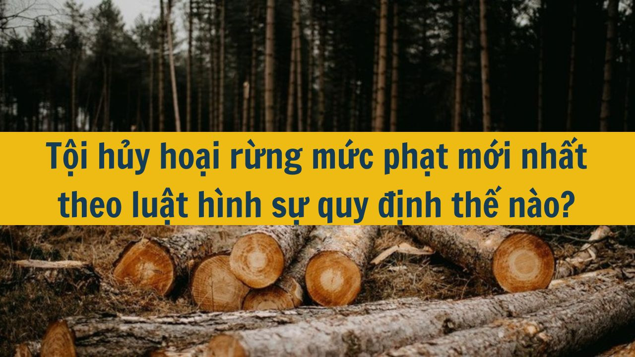 Tội hủy hoại rừng mức phạt mới nhất 2025 theo luật hình sự quy định thế nào?