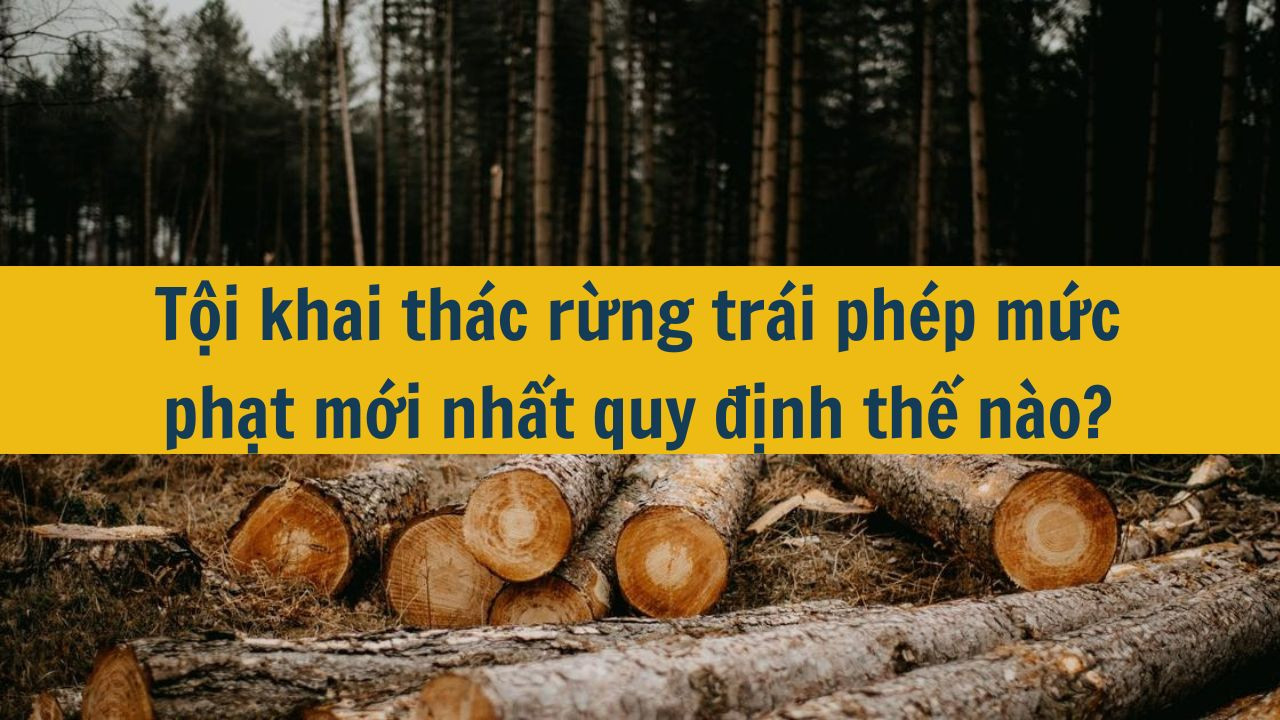 Tội khai thác rừng trái phép mức phạt mới nhất 2025 quy định thế nào?