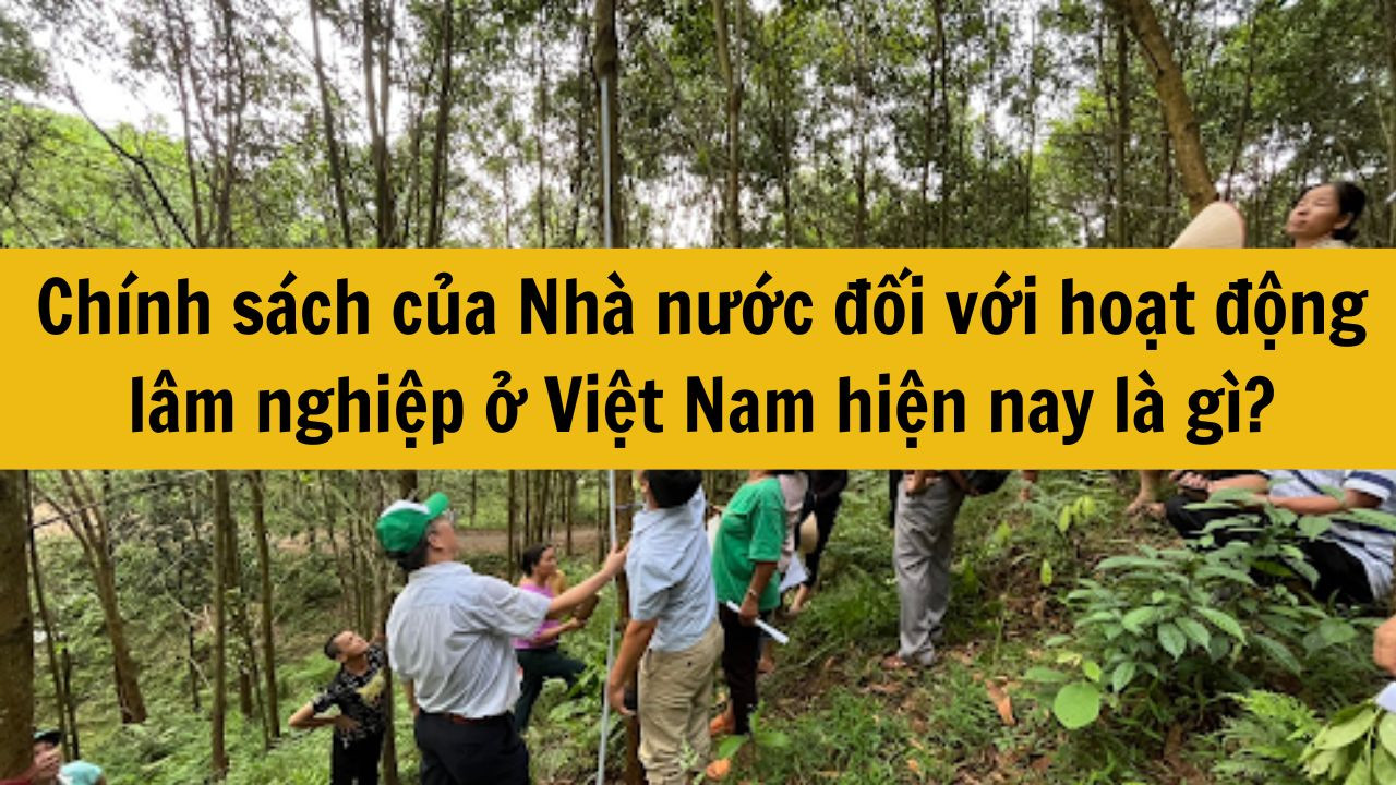 Chính sách của Nhà nước đối với hoạt động lâm nghiệp ở Việt Nam hiện nay là gì?
