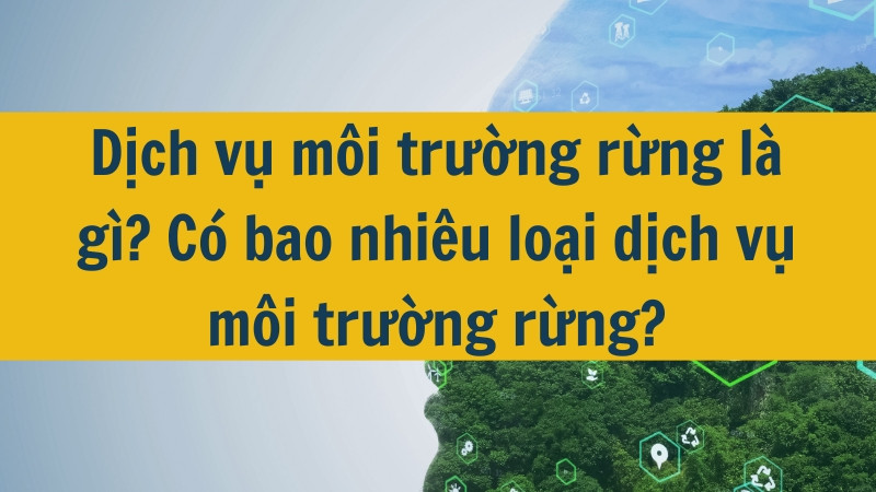 Dịch vụ môi trường rừng là gì? Có bao nhiêu loại dịch vụ môi trường rừng?