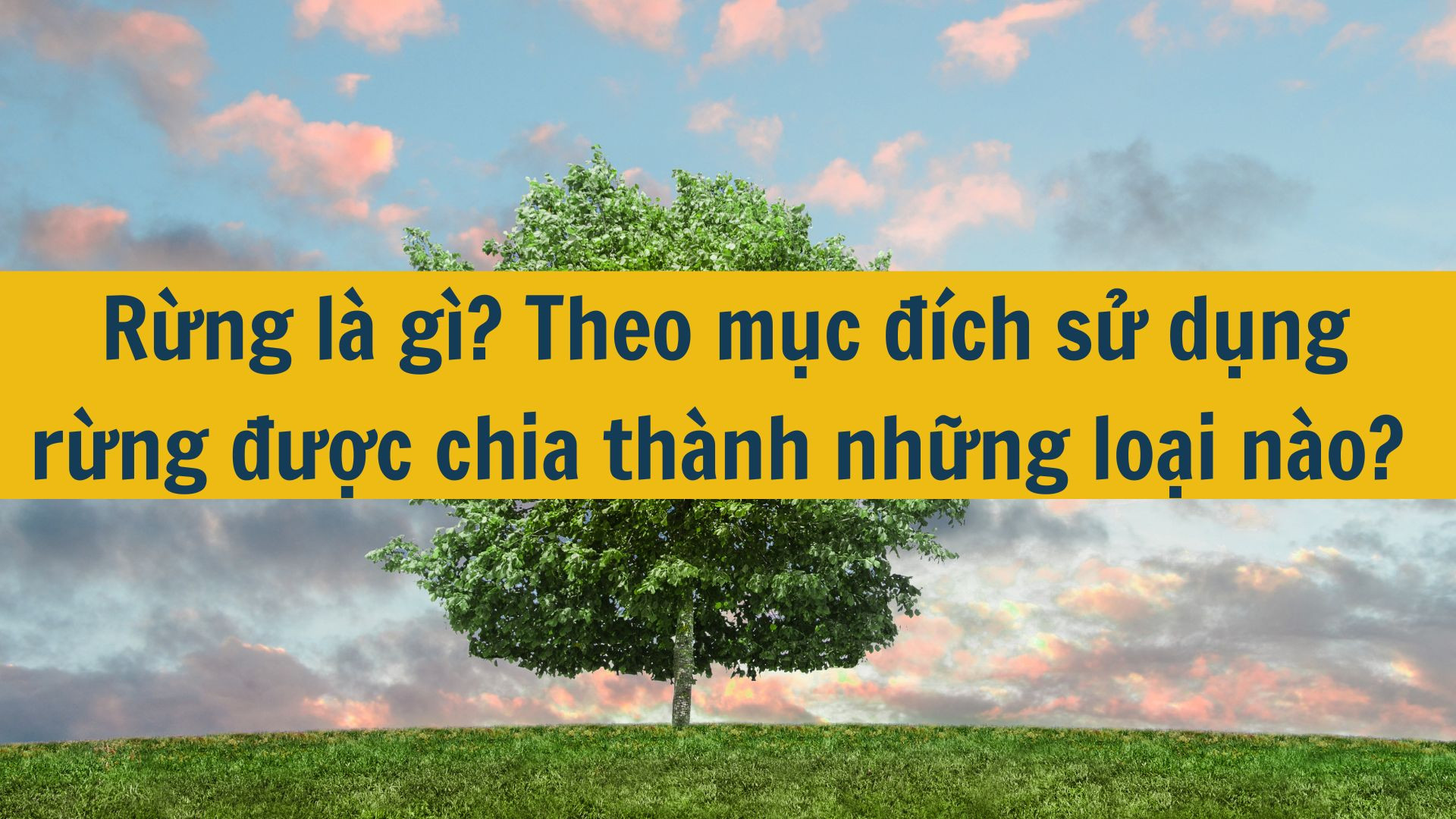 Rừng là gì? Theo mục đích sử dụng rừng được chia thành những loại nào?