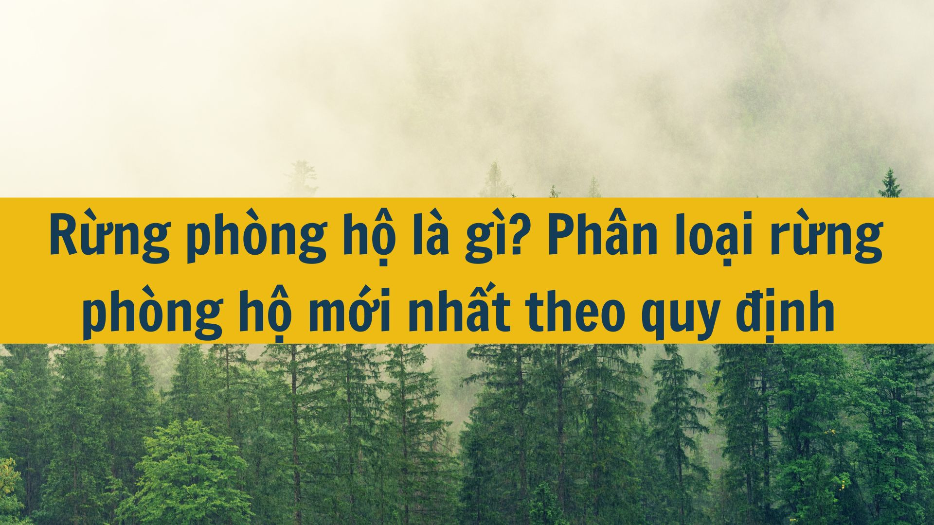 Rừng phòng hộ là gì? Phân loại rừng phòng hộ mới nhất 2025 theo quy định