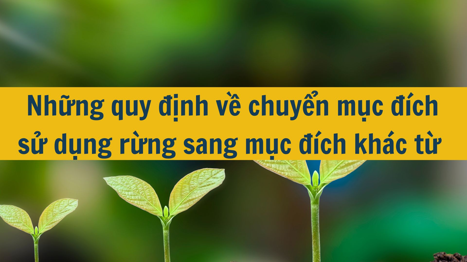 Những quy định về chuyển mục đích sử dụng rừng sang mục đích khác từ 01/4/2024