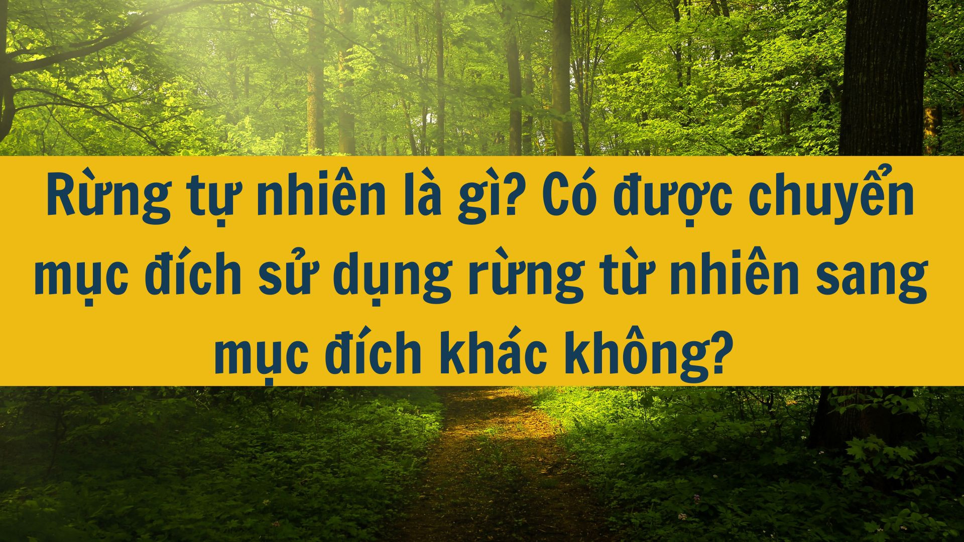 Rừng tự nhiên là gì? Có được chuyển mục đích sử dụng rừng từ nhiên sang mục đích khác không?
