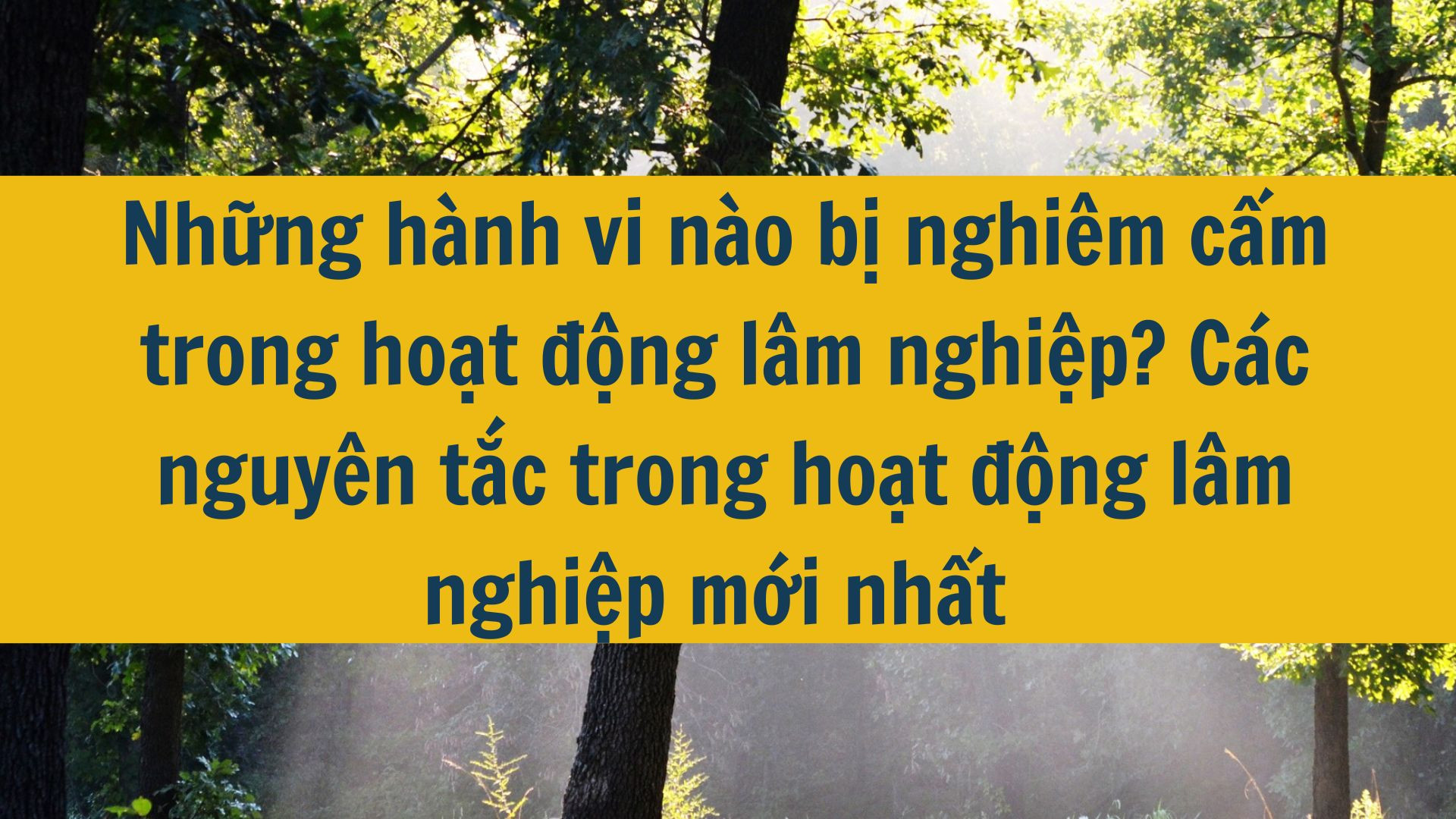 Những hành vi nào bị nghiêm cấm trong hoạt động lâm nghiệp? Các nguyên tắc trong hoạt động lâm nghiệp mới nhất 2025?