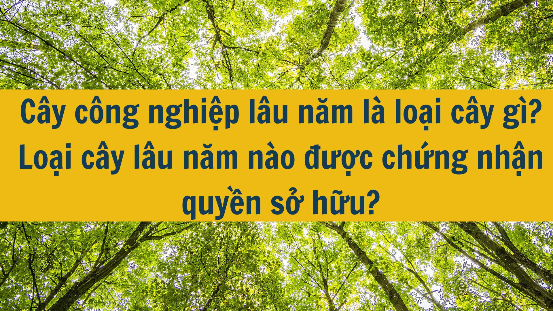 Cây công nghiệp lâu năm là loại cây gì? Loại cây lâu năm nào được chứng nhận quyền sở hữu?