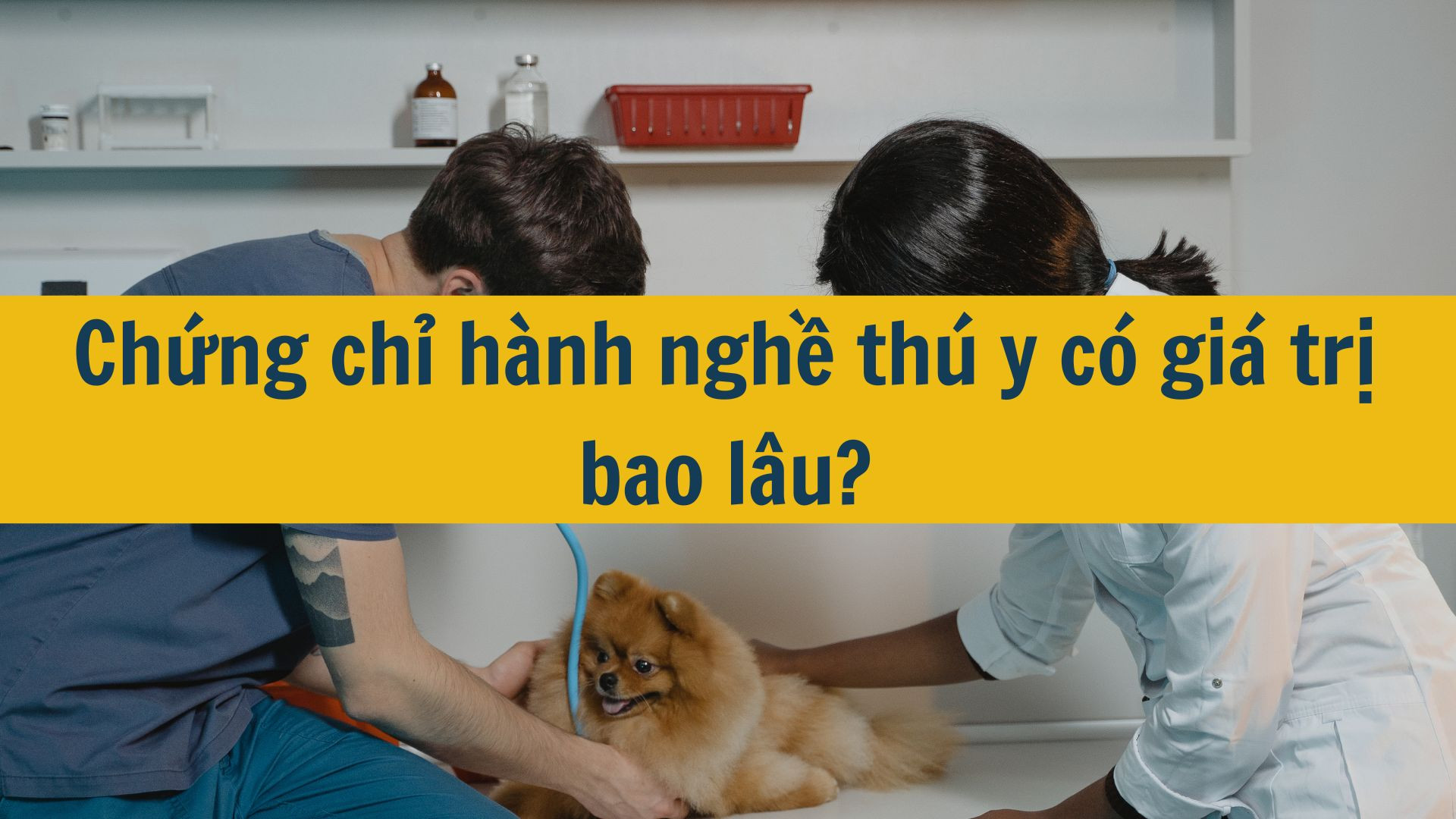 Chứng chỉ hành nghề thú y có giá trị bao lâu?