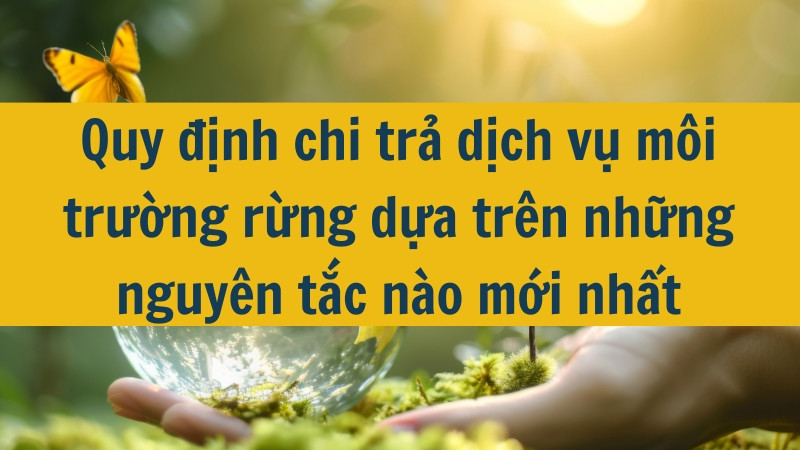 Quy định chi trả dịch vụ môi trường rừng dựa trên những nguyên tắc nào mới nhất 2025?