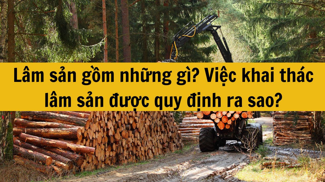 Lâm sản gồm những gì? Việc khai thác lâm sản được quy định ra sao?